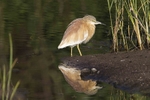 Squacco Heron