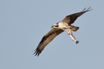 Osprey with Fish