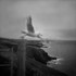 The Gull