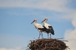 White Storks