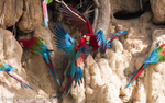 Red and Green Macaws