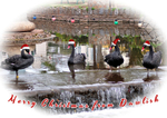 DW38  Xmas card  Black Swans at Dawlish ready for Christmas
