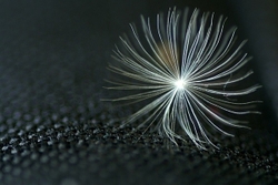 MACRO & CLOSE UPS portfolio