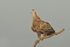 White-tailed Eagle   (sub-adult - calling)