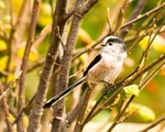 Long-tail Tit portfolio