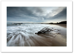 Surf & Seaweed ♦ SEAFIELD