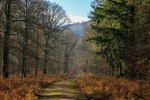 Wenchford Walk No3