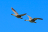 Hawaiian Geese (Nene) in flight, Kilauea Point, Kauai
