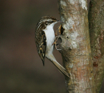 Treecreeper
