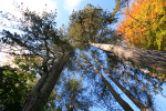 Westonbirt _WB001