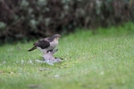 Sparrowhawk