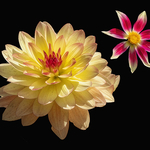 Dahlias