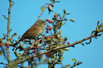 Dunnock