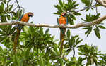 Blue and yellow macaw