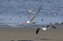 Caspian Tern & Hartlaub's Gull