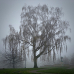 Weeping Birch II