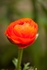 20120406-_MG_9446