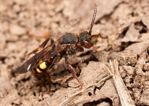 [i]Nomada leucophthalma[/i] at an [i]Andrena clarkella[/i] colony. Warwickshire, 2012.
