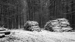 Snow covered log piles