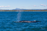 Humpback Whale Blow Mt Warning 1_16A1371