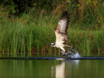 Rothiemurchus Osprey takes off with a fish