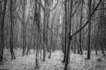 Chestnut Woods