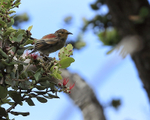 Apapane (immature), Hawaii