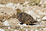 Namaqua Sandgrouse  (m)