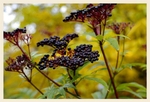 Sambucus ebulus 2
