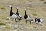 Group of Barnacle Geese, Jokulsarlon, Iceland
