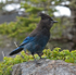 Steller's Jay