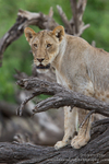 Lioness on dead tree branch