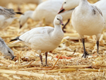 Ross's Goose (juvenile), Bosque del Apache, New Mexico