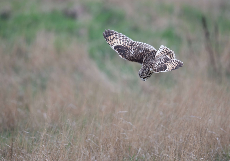 Short Eared Owl
