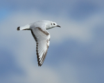 Bonaparte's Gull flying, wings down, Farmoor Reservoir