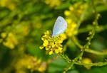 Holly Blue
