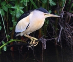 Little Bittern