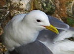 Kittiwake