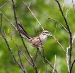 Chinese Hill Warbler