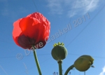 Poppy and Blue Sky, IMG_0618 - Version 2
