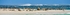 Sea Lions & Pied Cormorants I - W. Australia