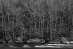BIRCHES AND ROCKS