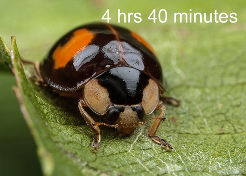 Newly-emerged - spectabilis form. From a timed sequence of images, showing how the ladybird acquires its typical colo…