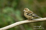 Chaffinch f 080116 1