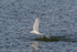 Little Tern (Sterna albifrons) fishing