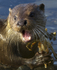 Otter, Isle of Mull, Scotland