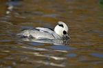 Smew