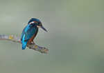 Kingfisher - Alcedo at...
