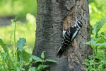Hairy Woodpecker (female) back, Minnesota, USA