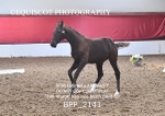 BPP_2141